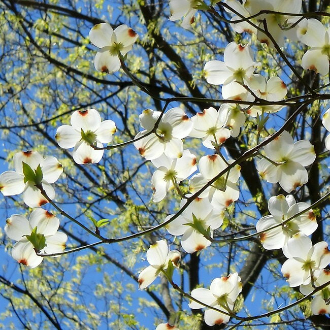 【クラウドナイン】 ハナミズキ 白花 接木ポット苗 【観賞花木】