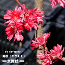 【菊桃 京舞妓】 花桃 2年生接木苗 【観賞花木】