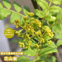 山椒の木 【花さんしょう】 2年生 ロングスリット鉢植え 接木 苗 【予約販売】10~11月頃入荷予定