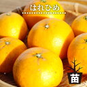 みかん 苗木 【はれひめ】 3年生接木大苗 【産地で剪定済 1.0m苗】 登録品種・品種登録 【予約販売】10月下旬頃入荷予定