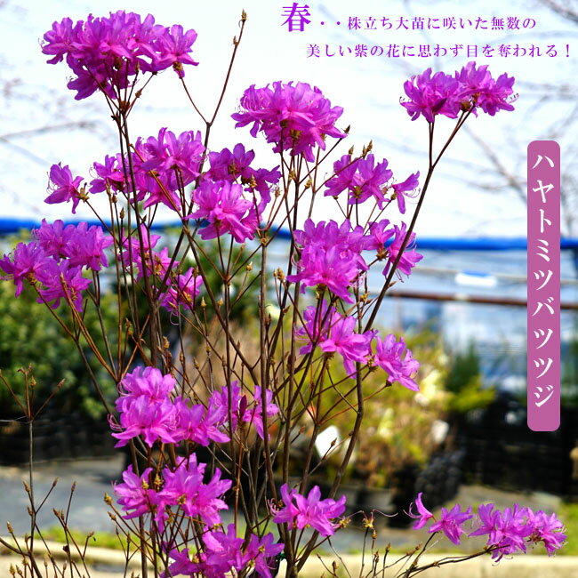 ハヤトミツバツツジ 株立ち根巻き大苗 【大型宅配便】 沖縄・離島不可