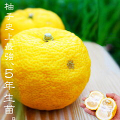 https://thumbnail.image.rakuten.co.jp/@0_mall/hana-online/cabinet/06428277/honyuzu-5nen.jpg