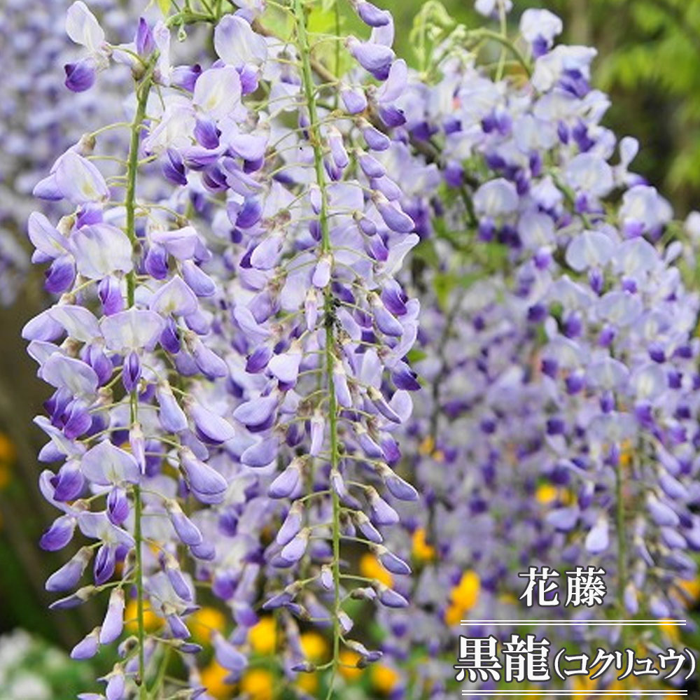 藤の花手刺繍開名古屋帯(m21_3130Yw)紹介