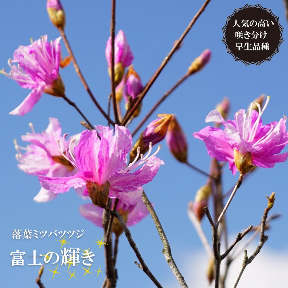 ミツバツツジ 富士の輝き 絞り花 咲き分け根巻き大苗 希少品種 流通の少ない珍しい品種