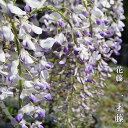 花藤 【一才藤】 2年生 接木 6号ポット苗 【予約販売】12月〜翌年1月頃入荷予定