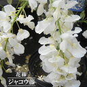 花藤 【ジャコウ藤】 2年生 接木 6号ポット苗 【予約販売】12月〜翌年1月頃入荷予定