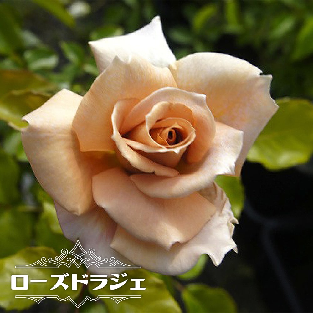 四季咲き 木立バラ【ローズドラジェ】 大苗 ピンク バラ 苗 薔薇 バラ苗木 【河本バラ園】