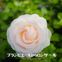 つるバラ 【ブランピエールドゥロンサール】 3年生長尺1.5m苗 登録品種・品種登録 大型宅配便・大梱包