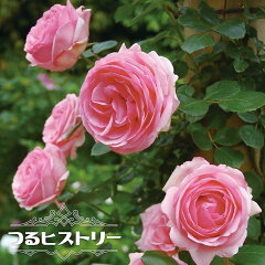 https://thumbnail.image.rakuten.co.jp/@0_mall/hana-online/cabinet/06428277/kei_cl017-02_01.jpg