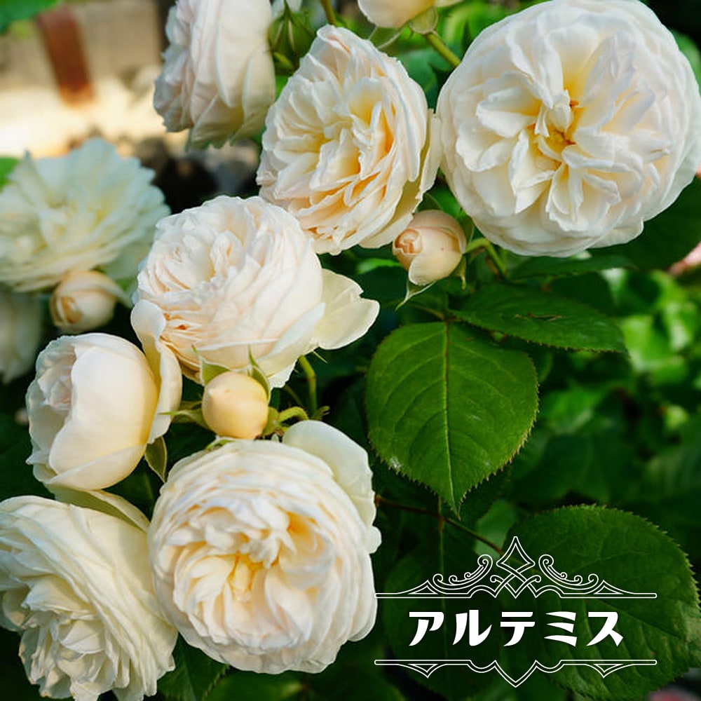 四季咲き半つるバラ 【アルテミス】 2年生大苗 登録品種・品種登録のサムネイル