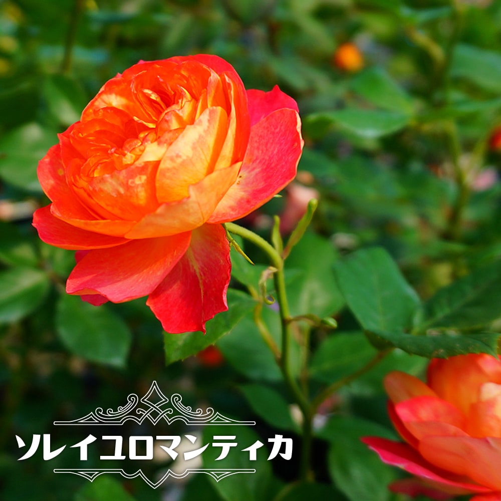 つるバラ 【ソレイユロマンティカ】 3年生長尺1.5m苗