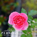 四季咲き半つるバラ 【アミ ロマンティカ】 2年生大苗
