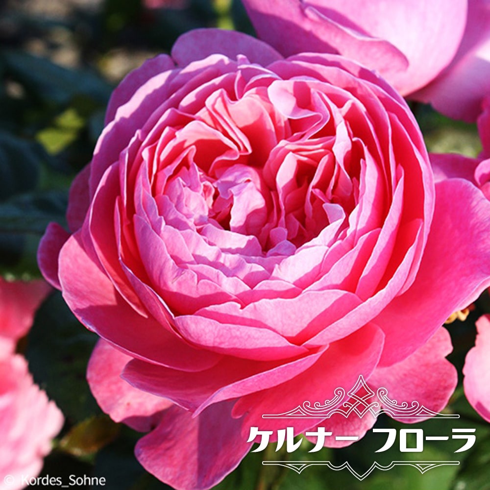 四季咲きつるバラ 【ケルナーフローラ】 3年生長尺1.1m苗 登録品種・品種登録