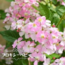 四季咲きバラ苗 【フロキシーベビー】 2年生大苗 登録品種・品種登録