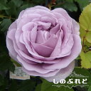 四季咲きバラ苗 【しのぶれど】 2年生大苗 【予約販売】12月~翌年1月頃入荷予定