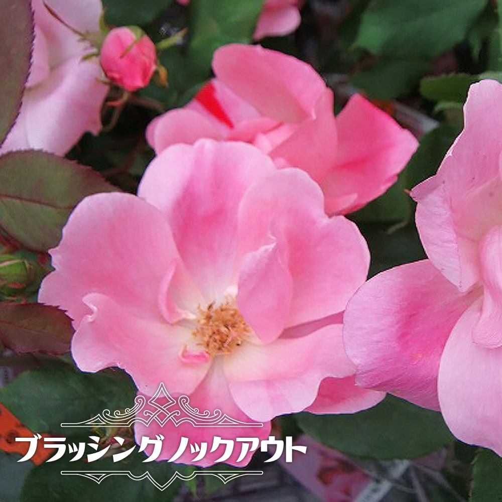 四季咲きバラ苗 【ブラッシングノックアウト】 2年生大苗 【予約販売】12月~翌年1月頃入荷予定
