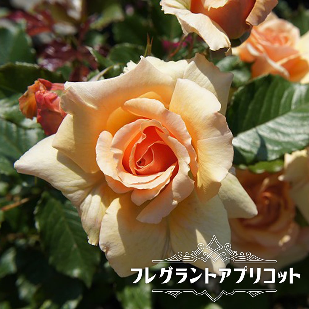 【バラ苗】 フレグラントアプリコット 大苗 木立バラ 【京成バラ】 四季咲き アンズ色 バラ 苗 薔薇 木立 強香 ダマスク系 バラ苗木のサムネイル