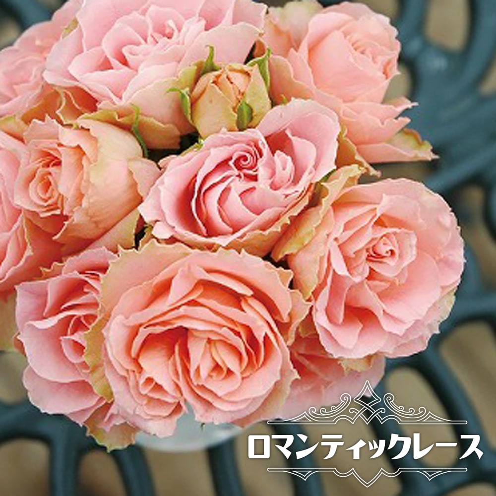 バラ苗 ロマンティックレース 大苗 木立バラ 京成バラ 四季咲き ピンク バラ 苗 薔薇 予約販売12月 翌1月頃入荷予定 のレビュー クチコミとして参考になる投稿1枚 Roomclip ルームクリップ バラ苗 ロマンティックレース 大苗 木立バラ 京成バラ 四季咲き ピンク バラ 苗 薔薇 予約販売12月 翌1月頃入荷予定 のレビュー クチコミとして参考になる投稿1枚 Roomclip ルームクリップ