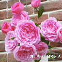 四季咲き強香バラ苗 【オーキッドロマンス】 2年生大苗 【予約販売】12月~翌年1月頃入荷予定