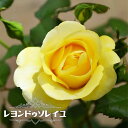 四季咲きバラ苗 【レヨンドゥソレイユ】 2年生大苗 【予約販売】12月~翌年1月頃入荷予定