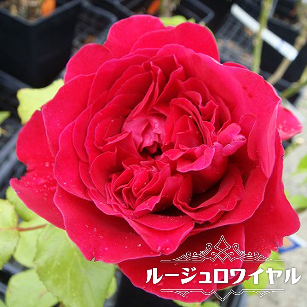 【バラ苗】 ルージュロワイヤル 国産苗 大苗 6号ポット 四季咲き 赤色 強香 バラ 苗 薔薇 【京成バラ】のサムネイル