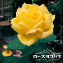 四季咲きバラ苗 【ローズヨコハマ】 2年生大苗 【予約販売】12月~翌年1月頃入荷予定