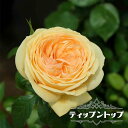 四季咲きバラ苗 【ティップントップ】 2年生大苗 登録品種・品種登録 【予約販売】12月~翌年1月頃入荷予定