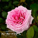 四季咲きバラ苗 【フューチャーパフューム】 2年生大苗 6号ポット 【予約販売】12月~翌年1月頃入荷予定