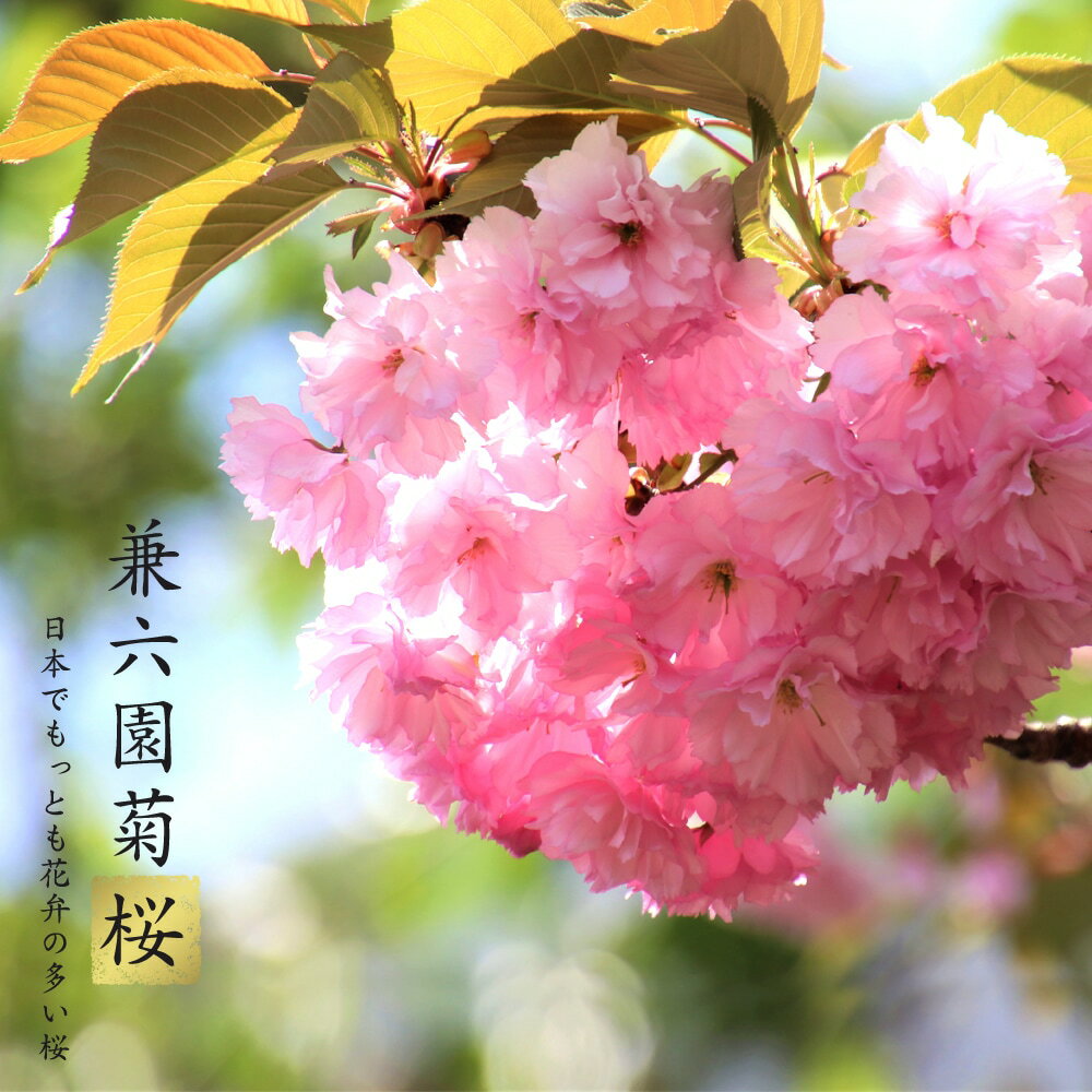 さくら 【兼六園菊桜】 1年生 接木苗 【予約販売】11〜12月頃発送予定のサムネイル