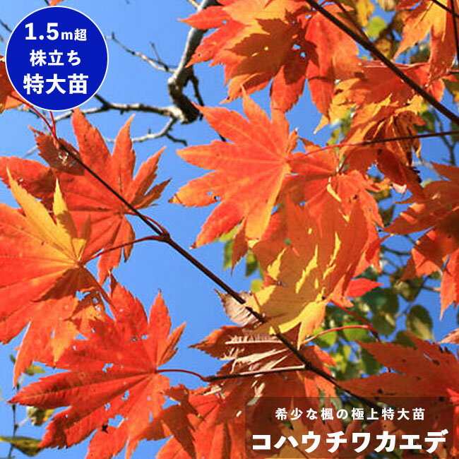 モミジ コハウチワカエデ 1.5m 極上 株立ち大苗 庭木 落葉樹 記念樹 もみじ 苗 【大型宅配便】 沖縄・離島不可