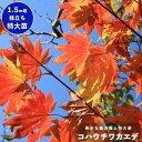 モミジ コハウチワカエデ 1.5m 極上 株立ち大苗 庭木 落葉樹 記念樹 もみじ 苗 【大型宅配便】 沖縄・離島不可