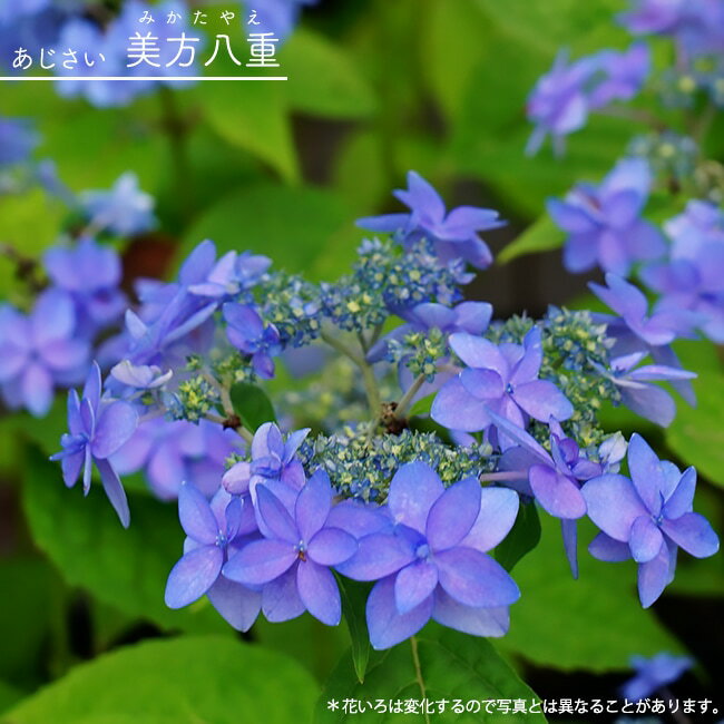 紫陽花ヤマアジサイ3号ポット苗4～...