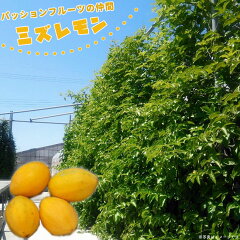 https://thumbnail.image.rakuten.co.jp/@0_mall/hana-online/cabinet/06428277/mizlemon0.jpg