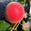 桃 苗木 【山根白桃】 1年生接木苗 【予約販売】11~12月頃入荷予定