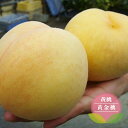 桃 苗木 【黄金桃】 黄桃 3年生接木苗 8号ロングポット 【予約販売】10~11月頃入荷予定