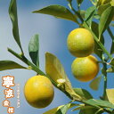 金柑 苗 【にんぽうきんかん】 1年生接木苗 【予約販売】11~12月頃入荷予定