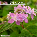 紫陽花 ヤマアジサイ 【伊予のひかり (いよのひかり)】 ポット苗
