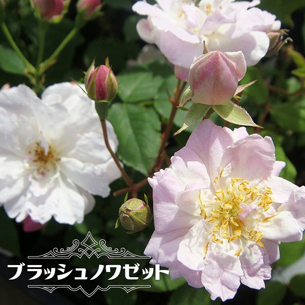 四季咲きバラ苗 【ブラッシュノワゼット】 1年生 新苗のサムネイル