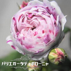 https://thumbnail.image.rakuten.co.jp/@0_mall/hana-online/cabinet/06428277/old035_01.jpg