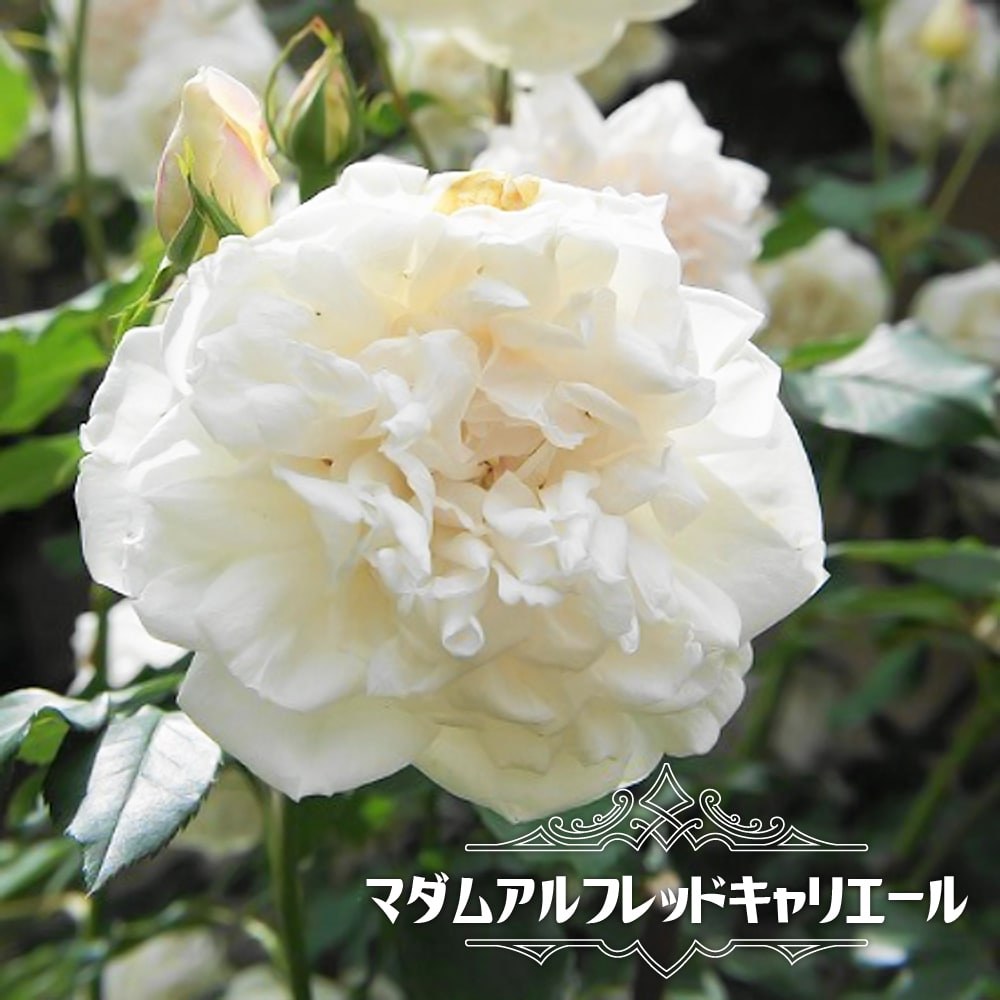 ガーデニング初心者におすすめな植えっぱなしokな育てやすい花13選 暮らし の