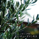 【ハーディーズマンモス】 オリーブの木 3年生接木大苗 7号ポット大苗