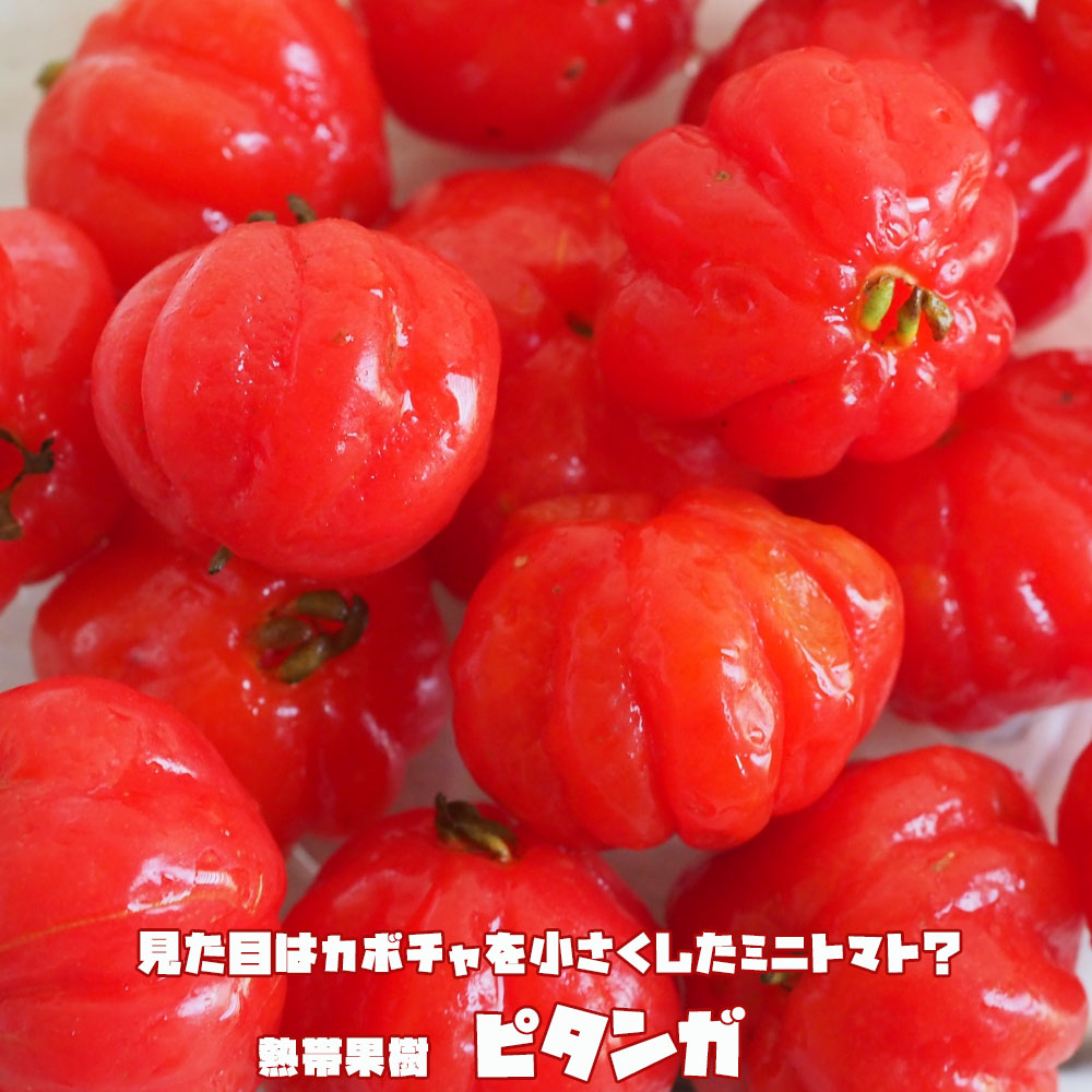 ピタンガ ラバー種 ポット大苗 常緑性のある熱帯果樹 【大型宅配便】 沖縄・離島不可 【植木 高木】■送料無料■