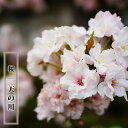 ほうき桜 【天の川】 1年生接木苗 【予約販売】12月~翌年1月頃入荷予定