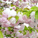 八重桜  1年生 接木苗