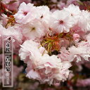八重桜 【普賢象】 1年生接木苗 【予約販売】12月~翌年1月頃入荷予定
