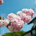 八重桜 【福禄寿】 1年生接木苗