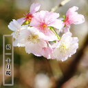 二季咲き さくら 【十月桜】 1年生接木苗
