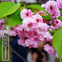 さくら 【数珠掛桜 (じゅずかけざくら)】 1年生接木苗