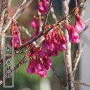 さくら 【寒緋桜 (かんひざくら)】 1年生接木苗