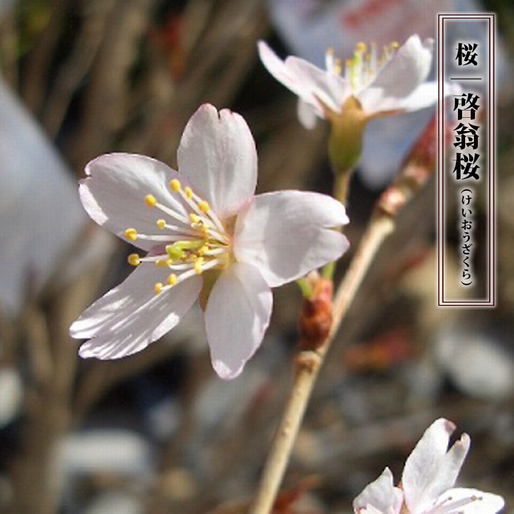 早咲きさくら 【啓翁桜 （けいおうざくら）】 1年生接木苗